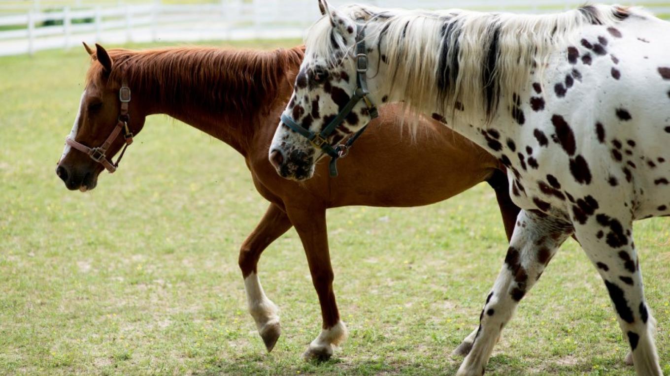 Green River Stables Tennessee River Valley
