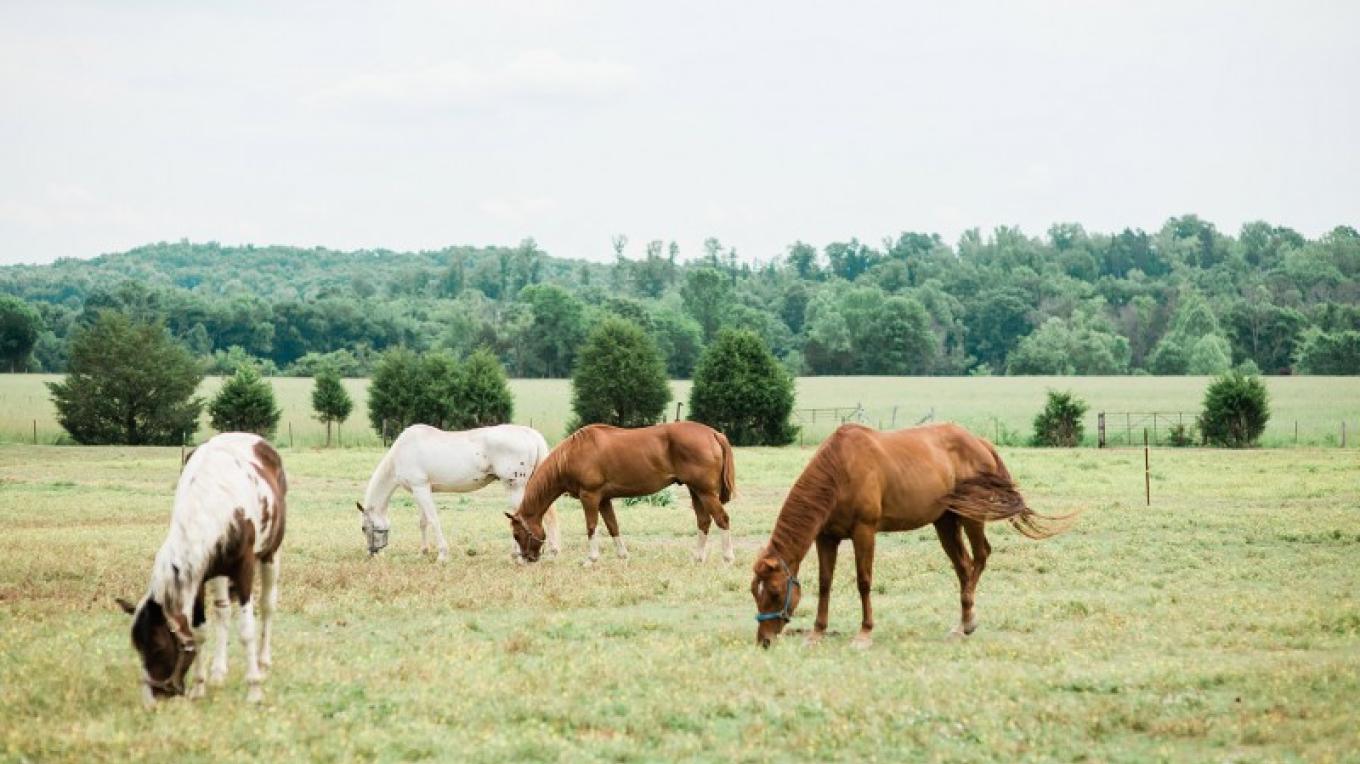 Green River Stables Tennessee River Valley
