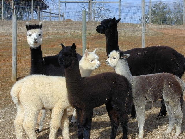 Farm and Fleece - Alpaca Farm, Alpaca Products, Agritourism