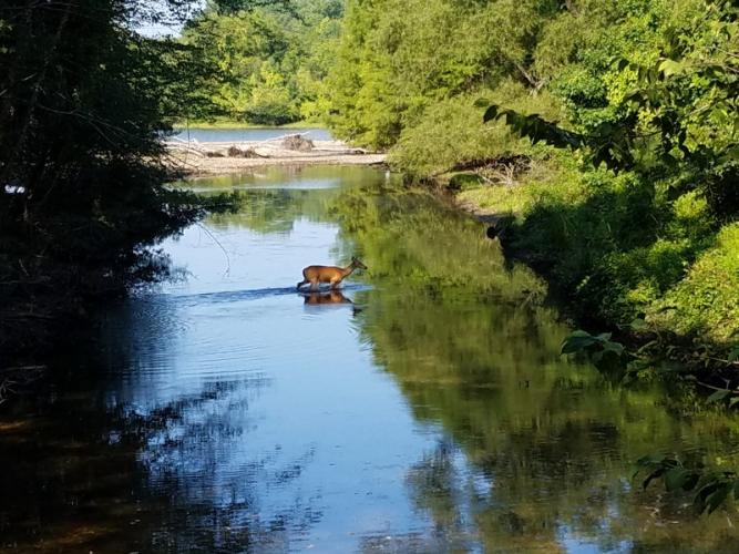 Land Between the Lakes Scenic Drives Tennessee River Valley