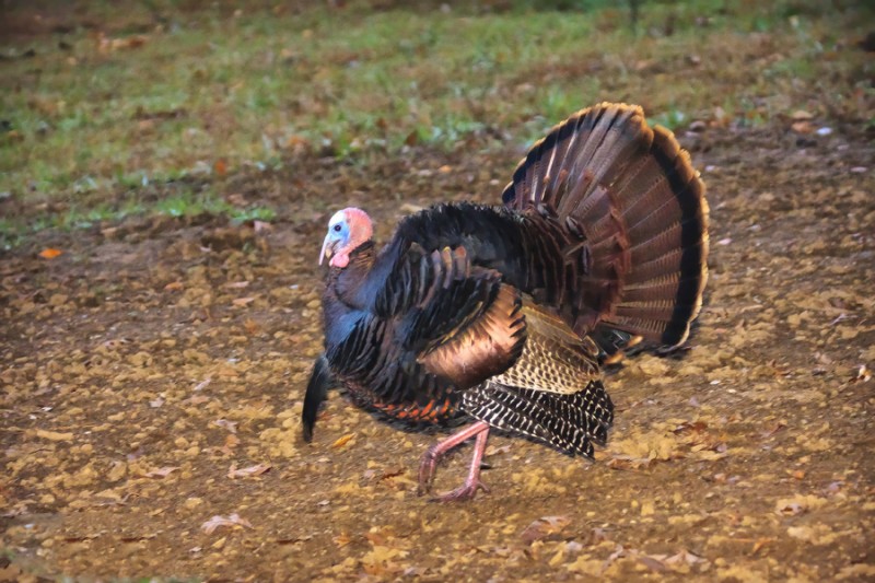 Chuck Swan WMA Tennessee River Valley