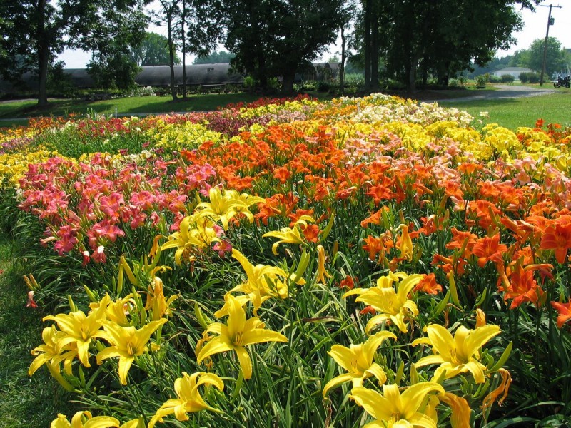Oakes Daylily Bloom Festival Tennessee River Valley