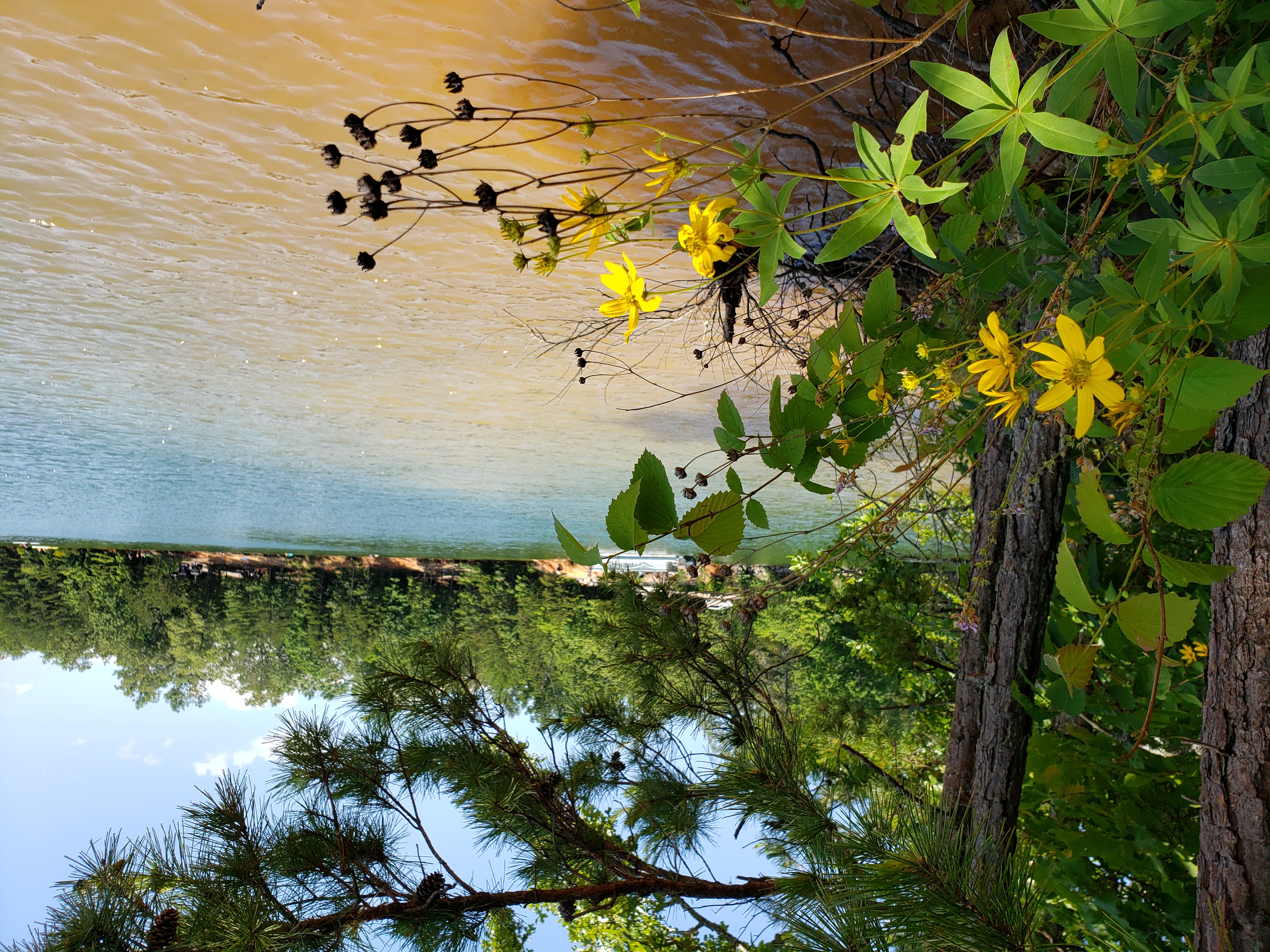 Nottely Dam Trail Tennessee River Valley