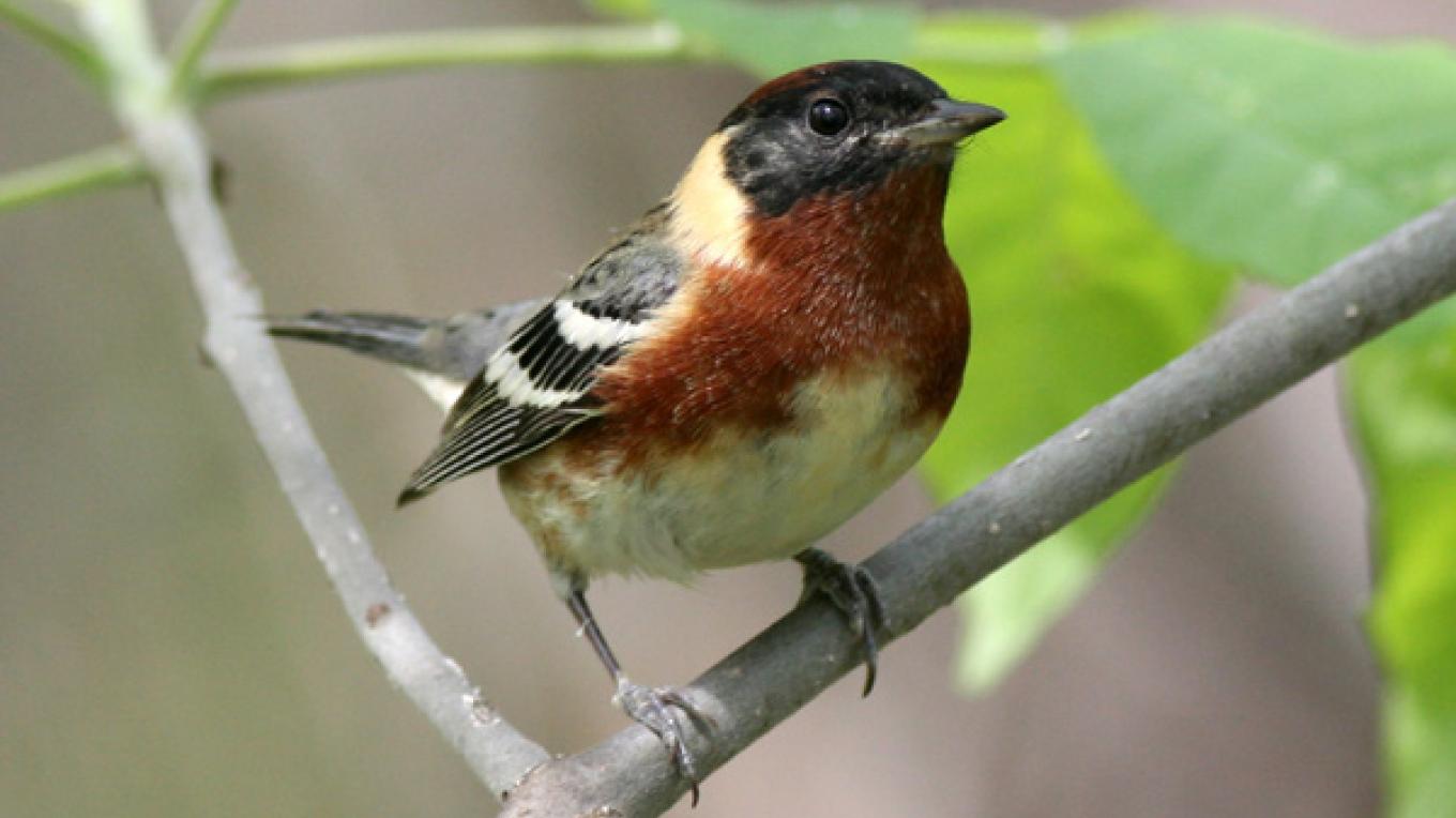 Sharp's Ridge Memorial Park | Tennessee River Valley