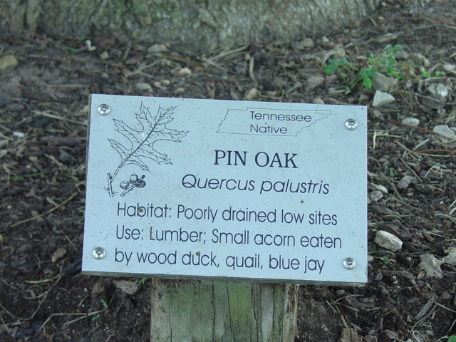 Tree Identification sign &ndash; Steve Roark