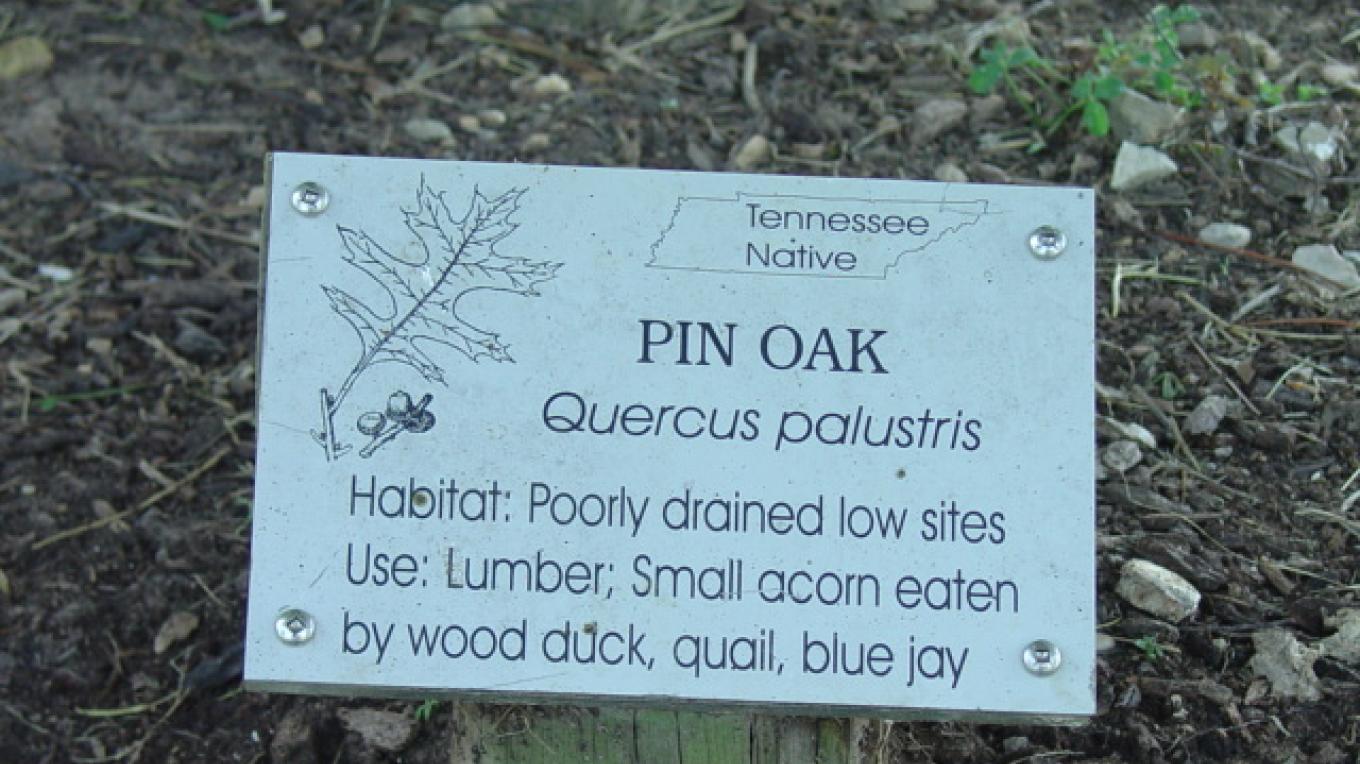 Tree Identification sign – Steve Roark Tree Identification sign – Steve Roark