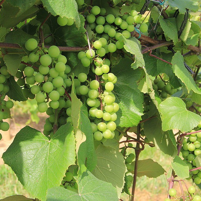 Goodwater Vineyards and Winery Tennessee River Valley