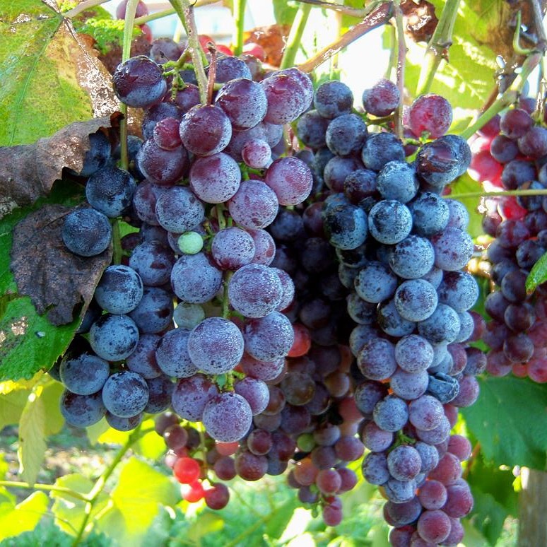 Goodwater Vineyards and Winery Tennessee River Valley