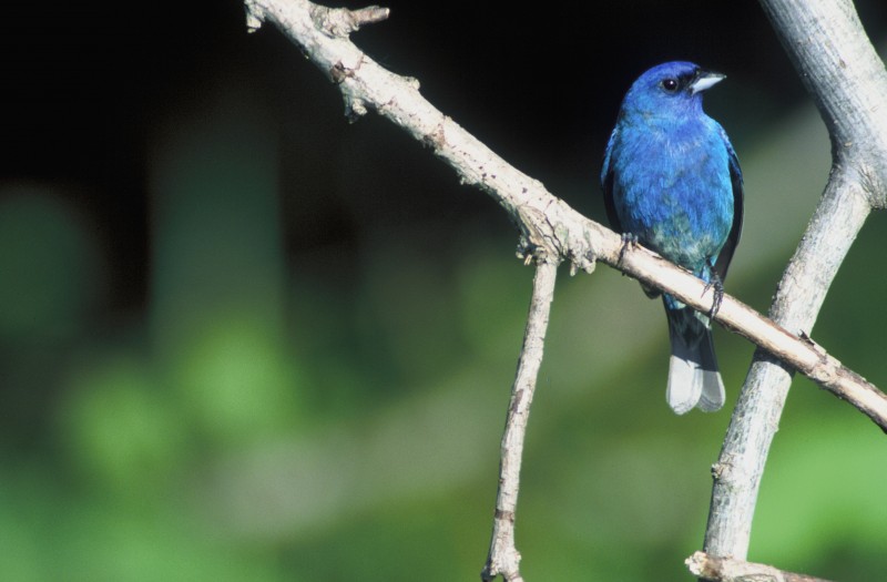 Song Bird Trail | Tennessee River Valley