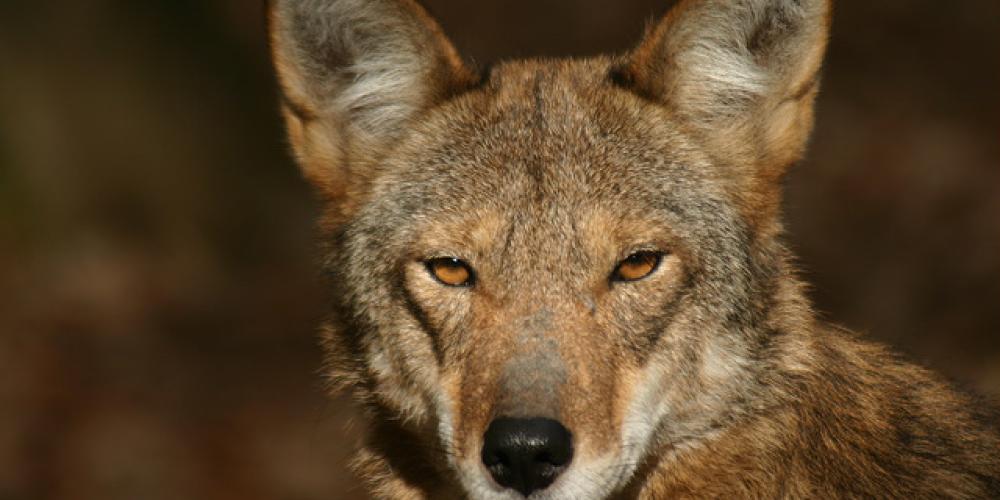 Wolves Tennessee Woodlands Nature Station at Land Between the Lakes National Recreation ...