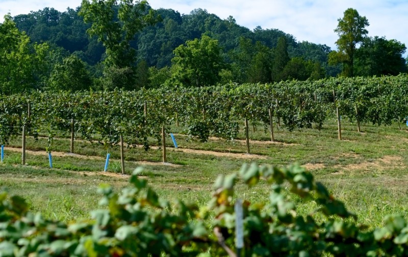The Winery at Seven Springs Farm Tennessee River Valley
