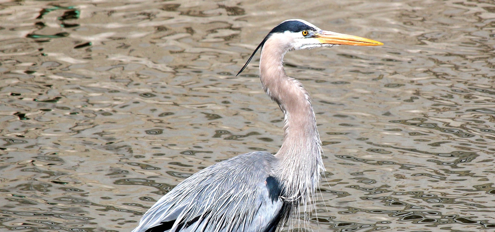 Birding 101 | Tennessee River Valley