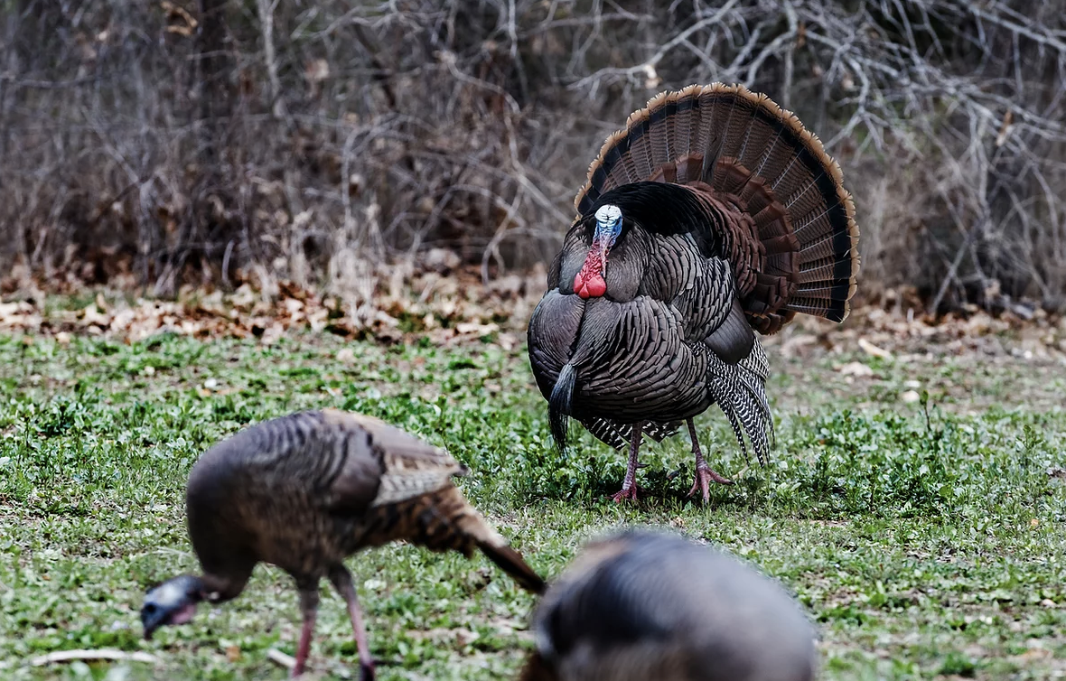 Willow Oak Tennessee River Valley