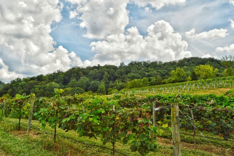 The Winery at Seven Springs Farm Tennessee River Valley