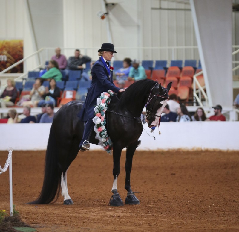Racking Horse World Celebration | Tennessee River Valley