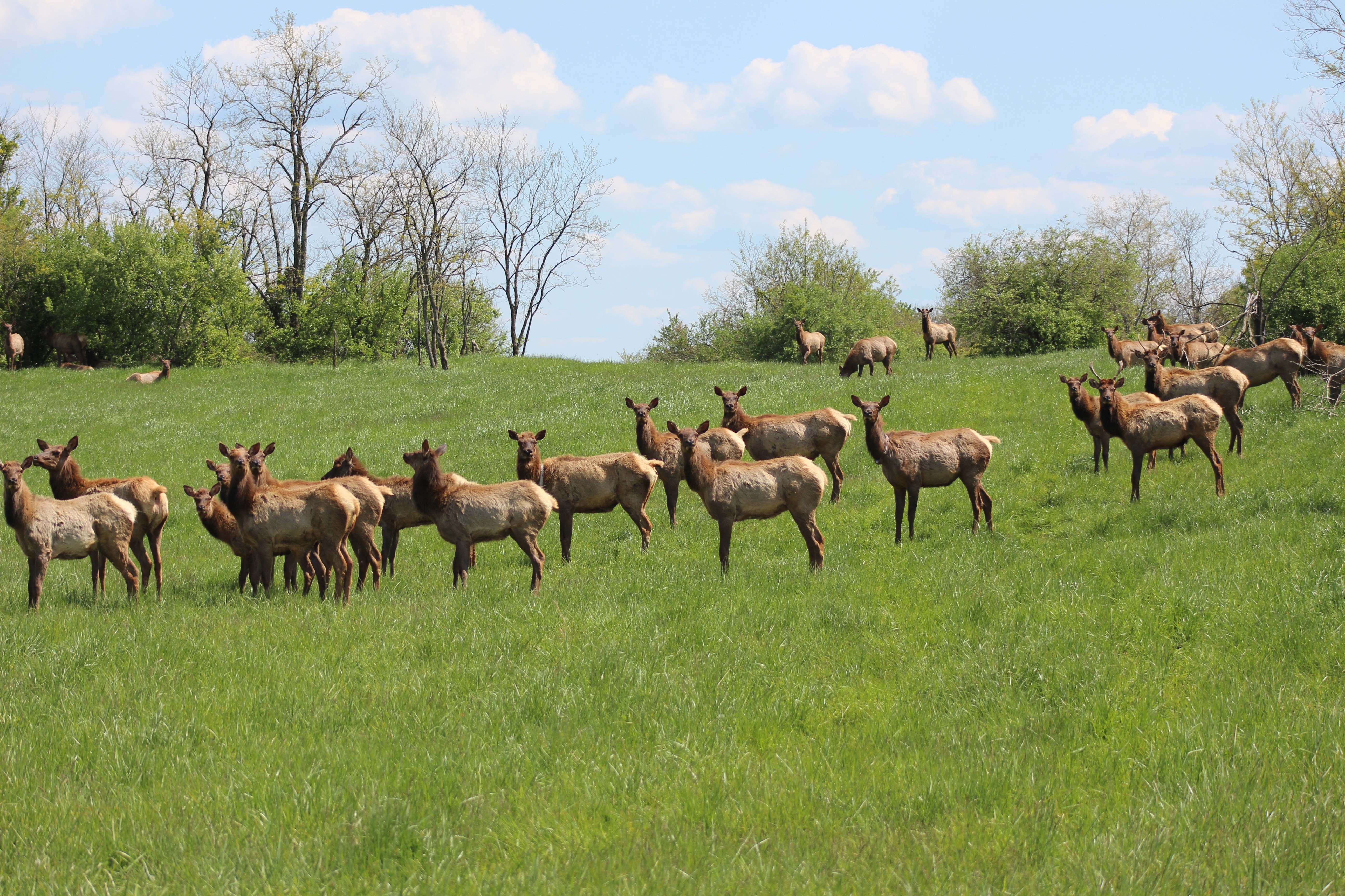 Wild Elk Viewing Tennessee River Valley