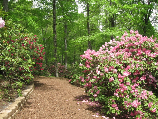 Hamilton Rhododendron Gardens | Tennessee River Valley