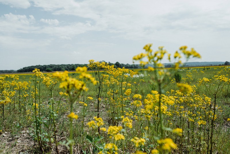 Tennessee National Wildlife Refuge Tennessee River Valley