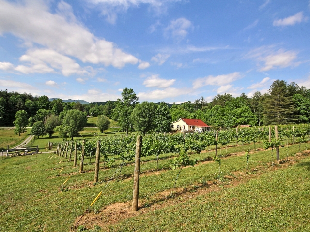 Hightower Creek Vineyards Tennessee River Valley