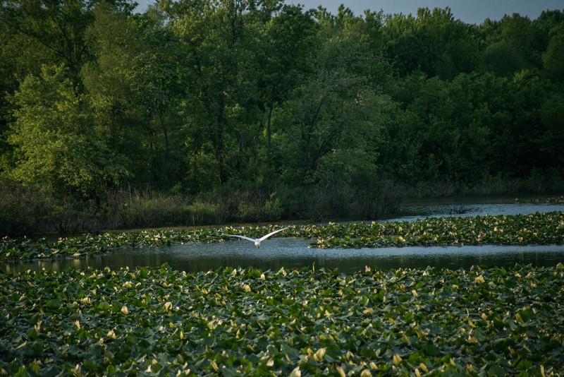 Tennessee National Wildlife Refuge Tennessee River Valley