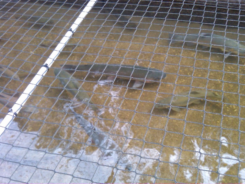Tellico Trout Hatchery Tennessee River Valley