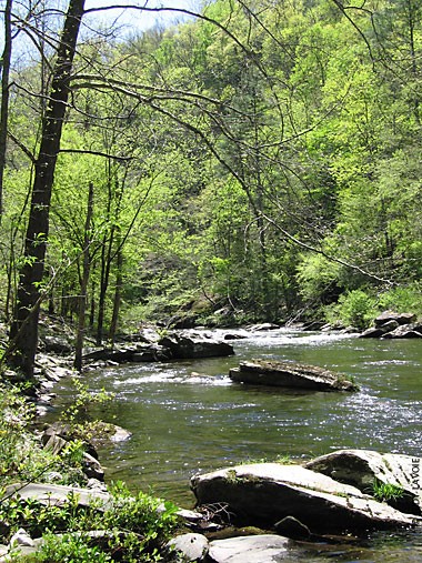 19+ Tellico River Trout Fishing