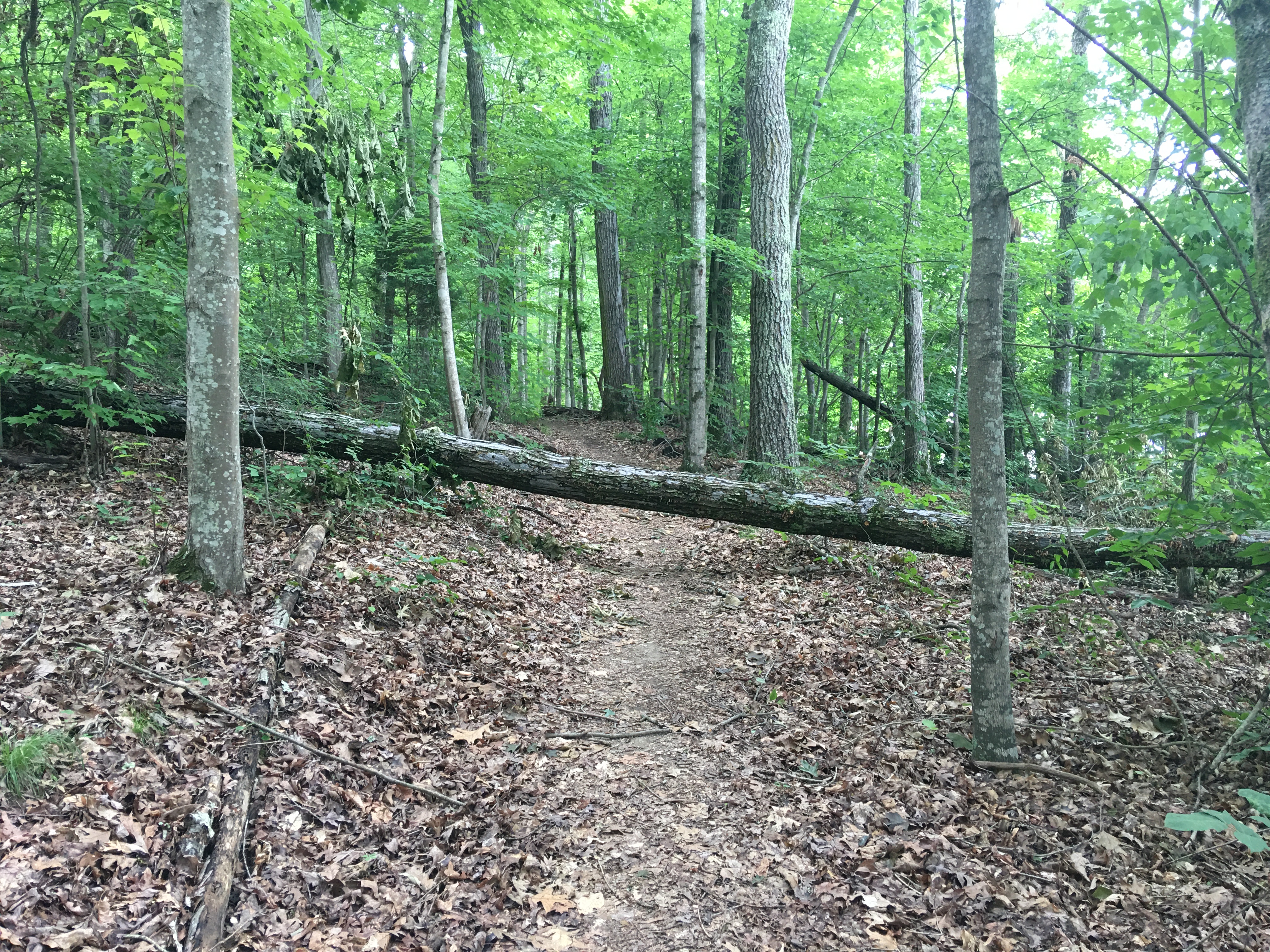 Johnson Ridge Small Wild Area and Trail Tennessee River Valley
