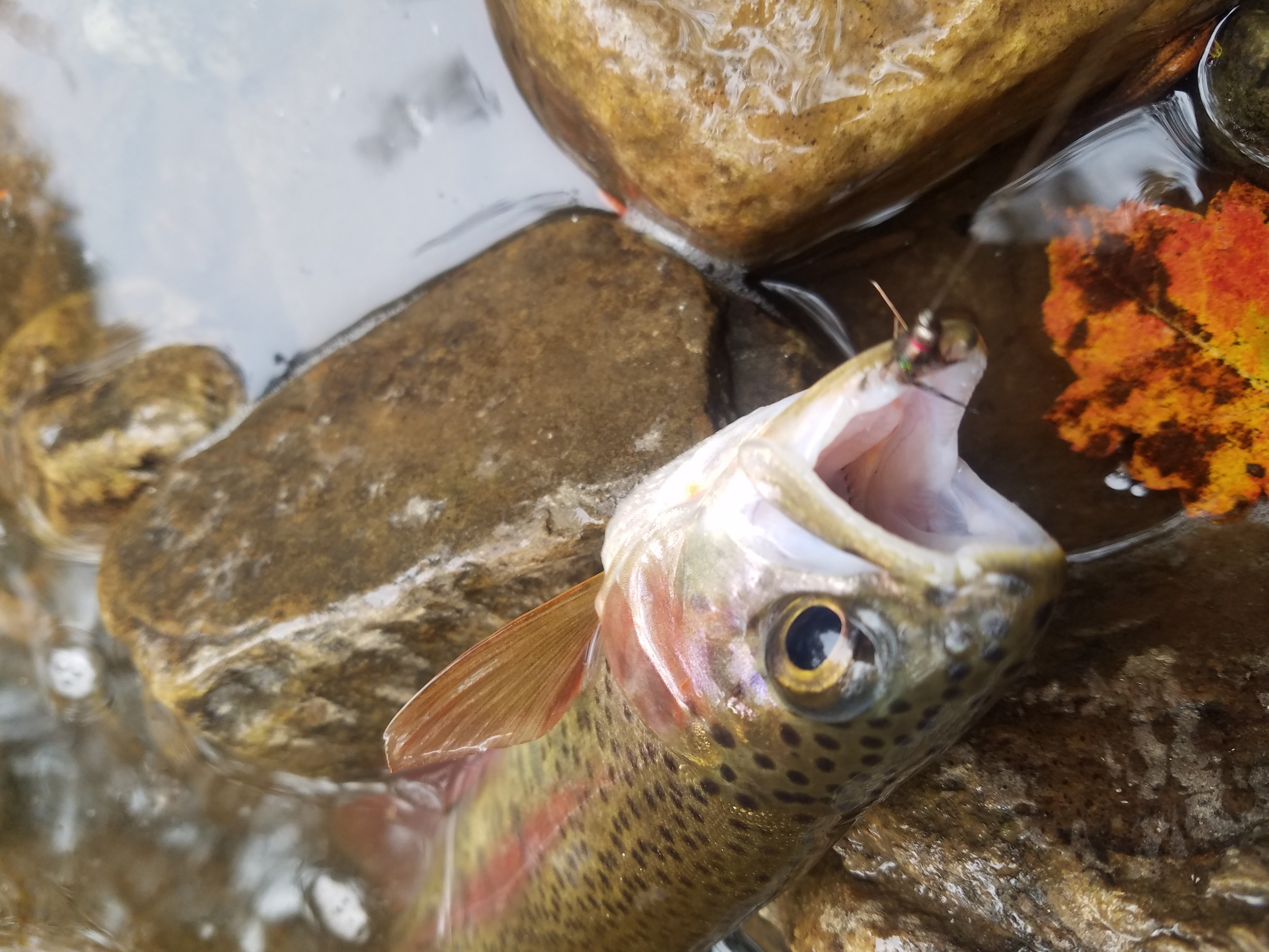 Hydrodynamic Dozen – Fly Fishing Hot Spots in the Tennessee River Valley -  Coastal Angler & The Angler Magazine